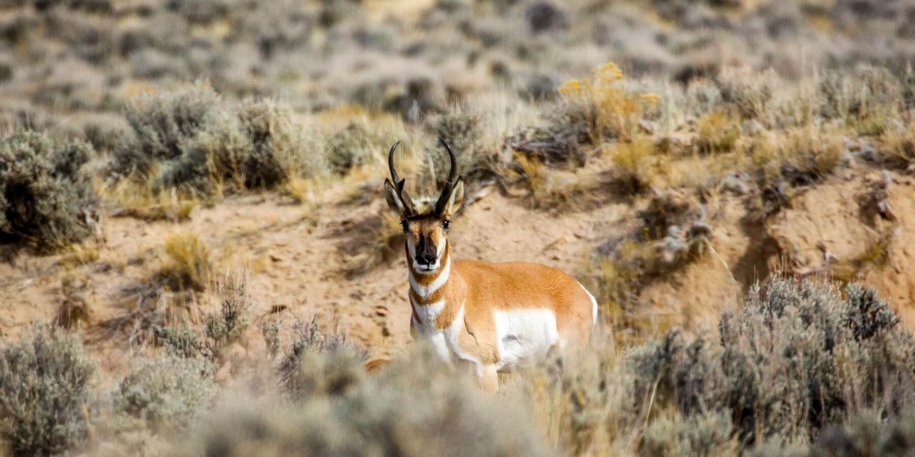 Amerika Antilobu Antilocapra Americana