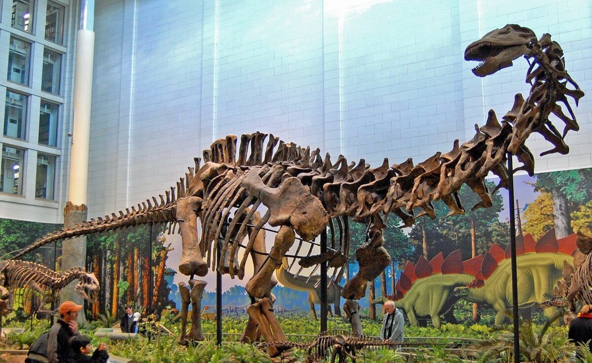 Apatosaurus Kemikleri 1