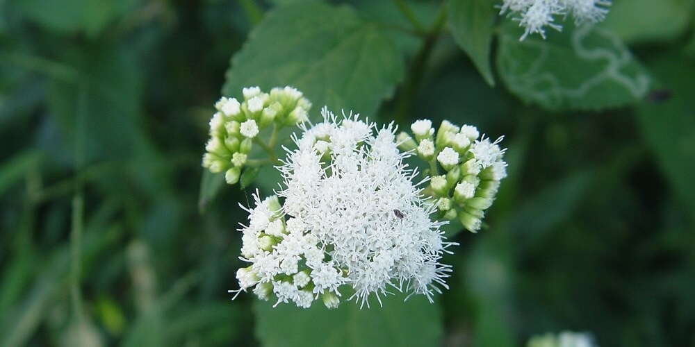 Beyaz Yilankoku Ageratina Altissima