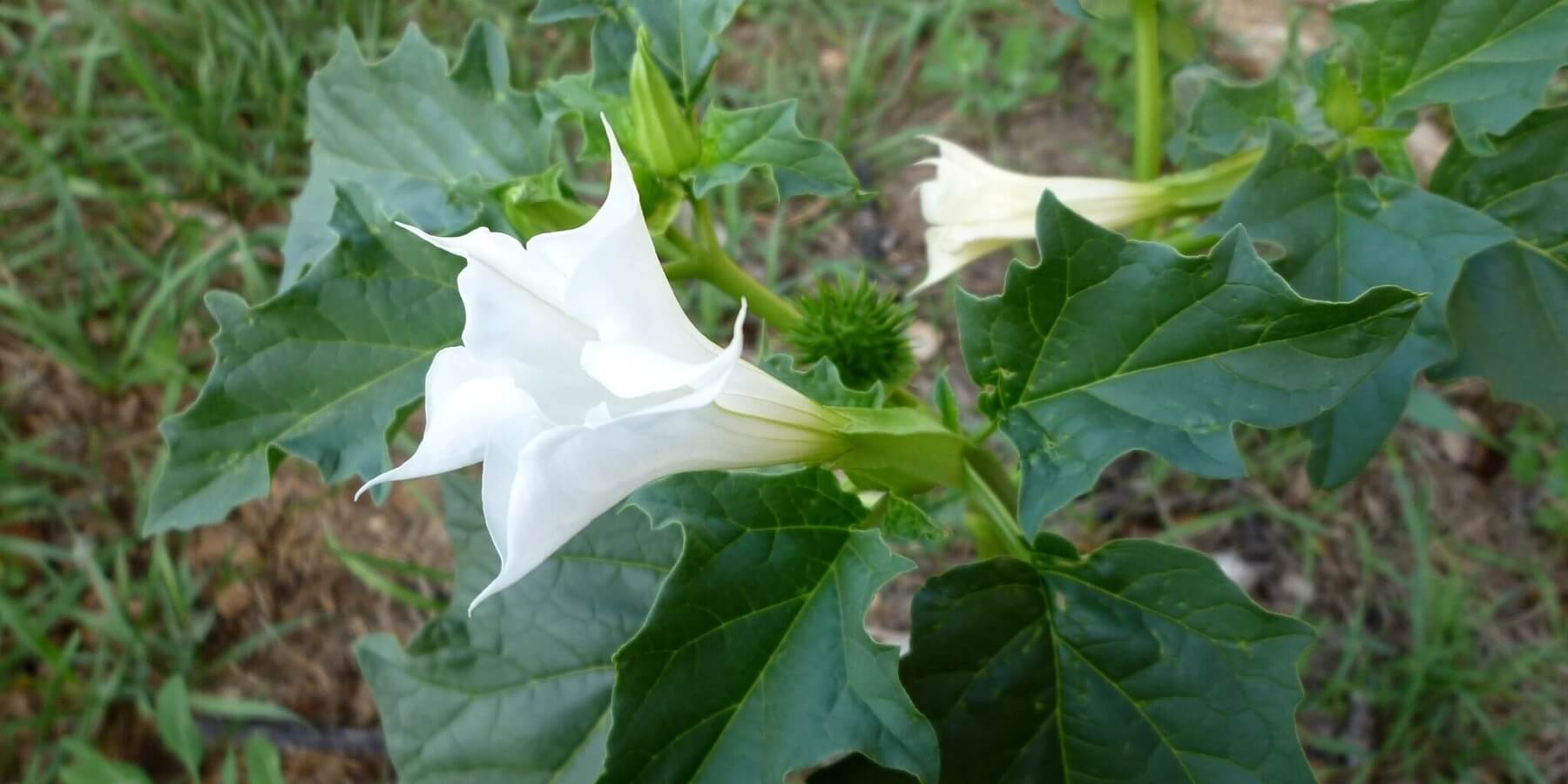 Boru Cicegi Datura Stramonium