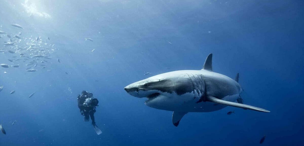 Carcharodon Carcharias Buyuk Beyaz Kopek baligi