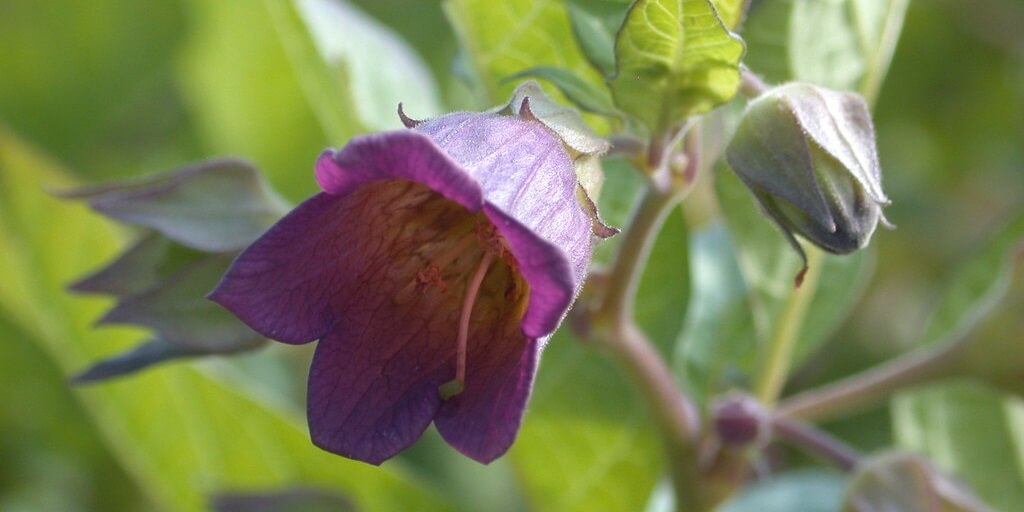 Guzelavrat Otu Atropa Belladonna