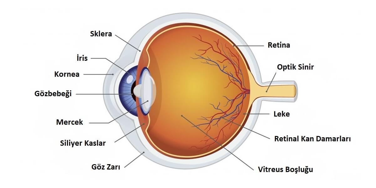 Insan Gozu Anatomisi