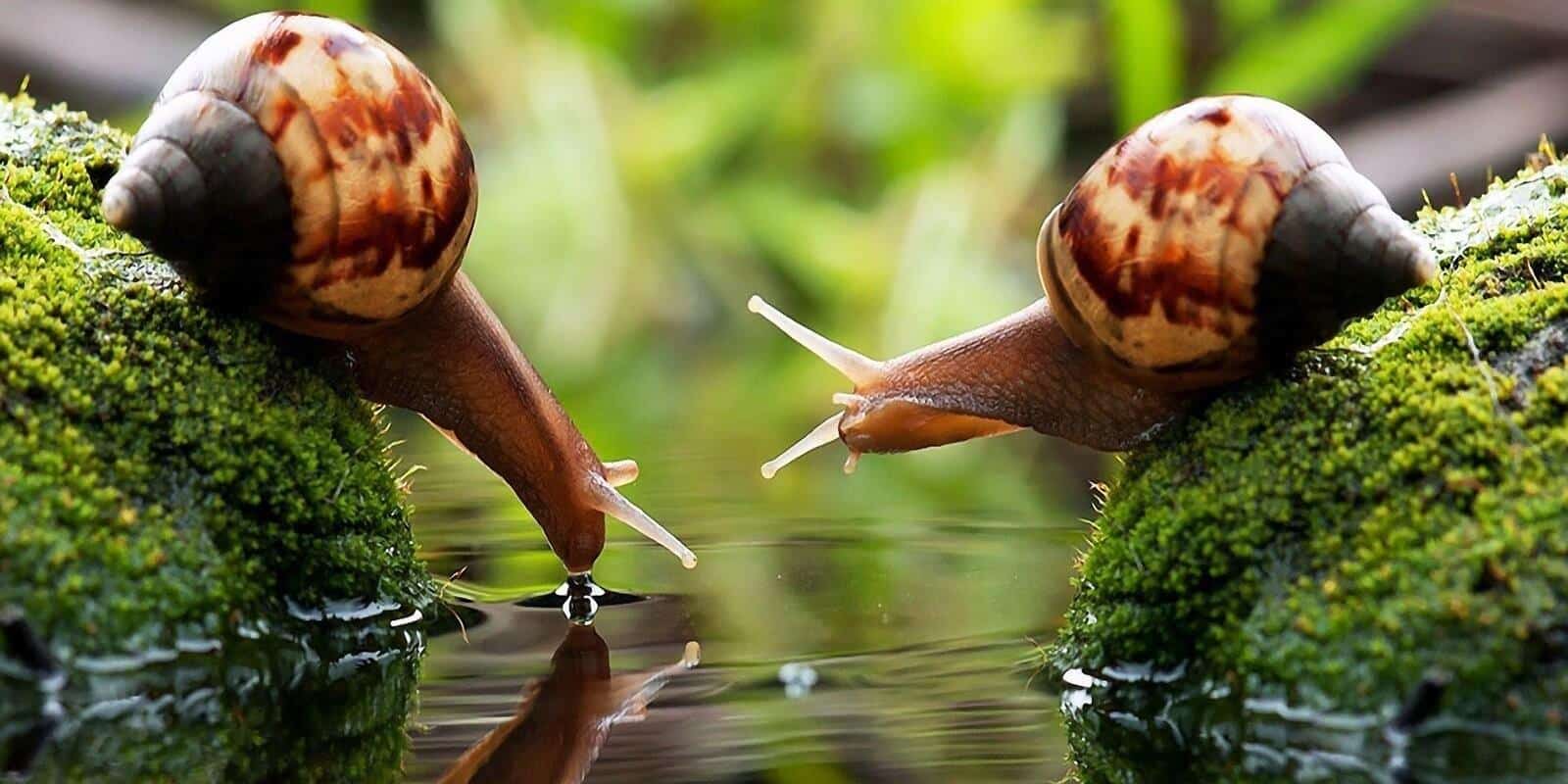 Karindanbacaklilar Gastropoda Salyangoz