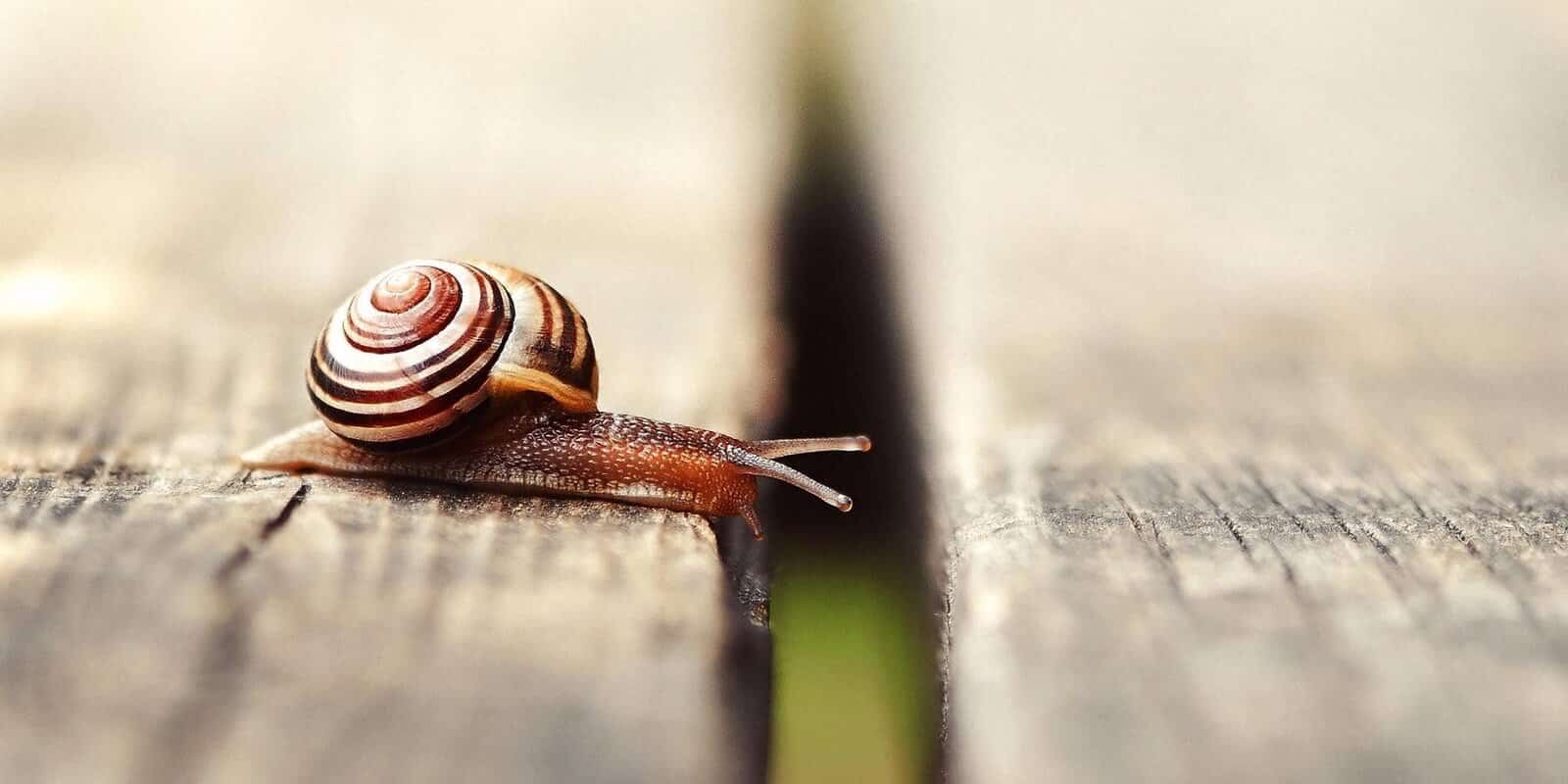 Karindanbacaklilar Gastropoda Sumuklu Bocek