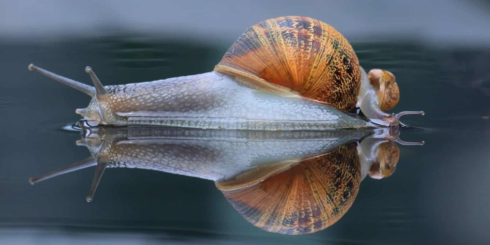 Karindanbacaklilar Gastropoda Torsiyon