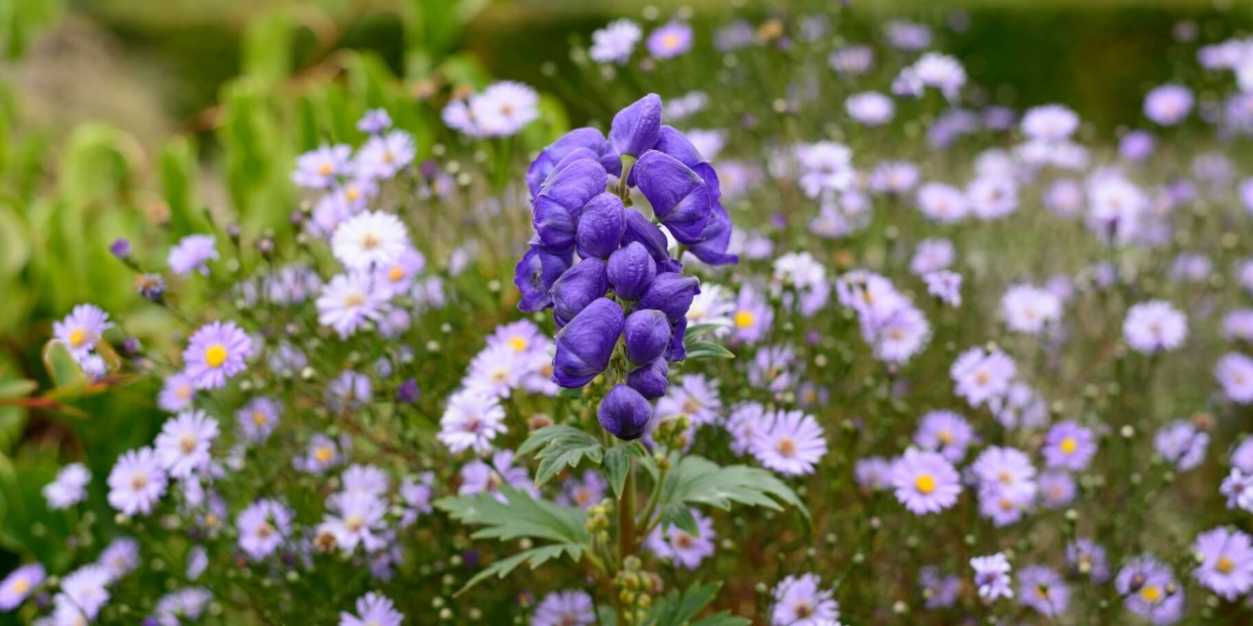 Kurtbogan Aconitum Napellus