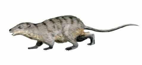 Palaeoryctid