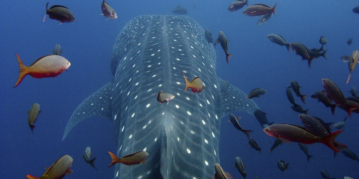 Rhincodon Typus Balina Kopek Baligi