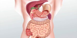 Sindirim Sistemi Nedir