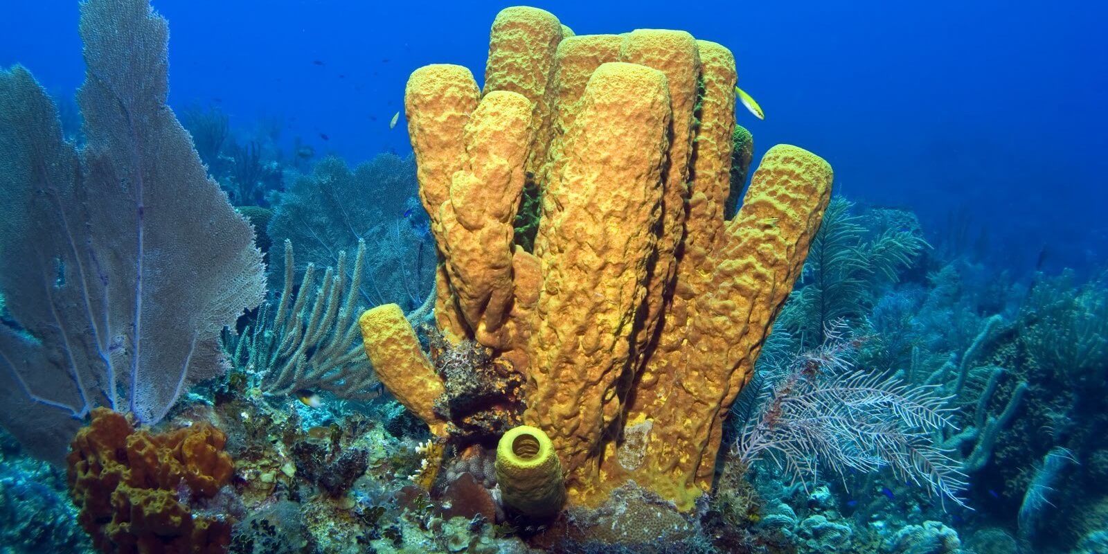 Sungerler Porifera Deniz