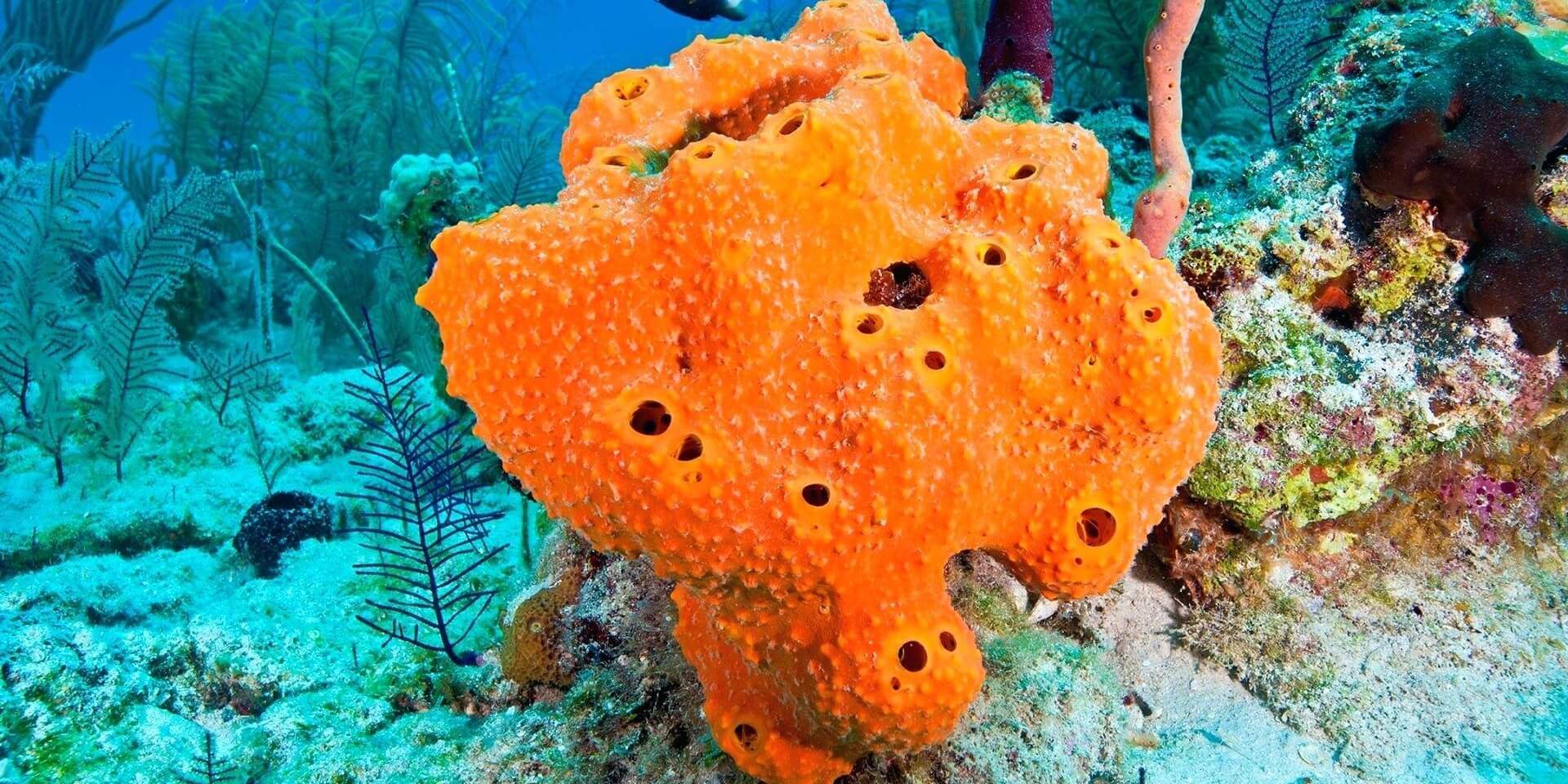 Sungerler Porifera Su Alti