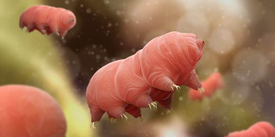 Tardigrat Nedir