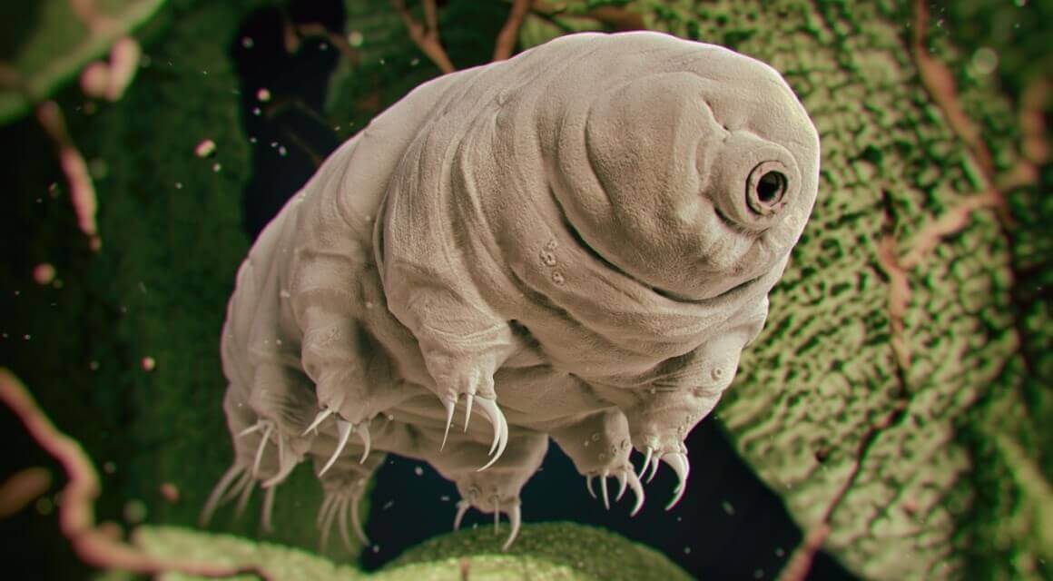 Tardigrat