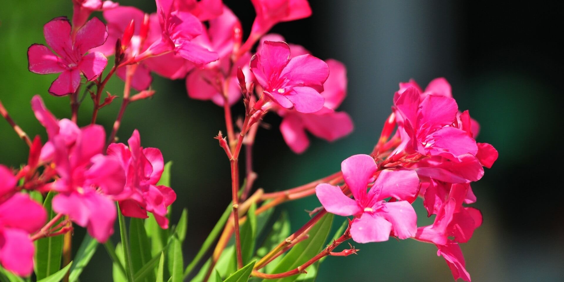 Zakkum Nerium Oleander