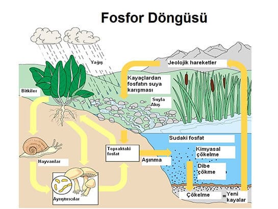 Fosfor Döngüsü