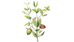 jojoba1 1